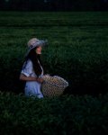 Leyla Aliyeva visits "Yashil Chay" farm in Lankaran (PHOTO)