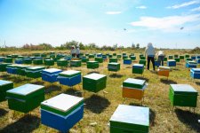 Initiated by Leyla Aliyeva, “Young beekeeper” project successfully implemented in Yevlakh district (PHOTO)