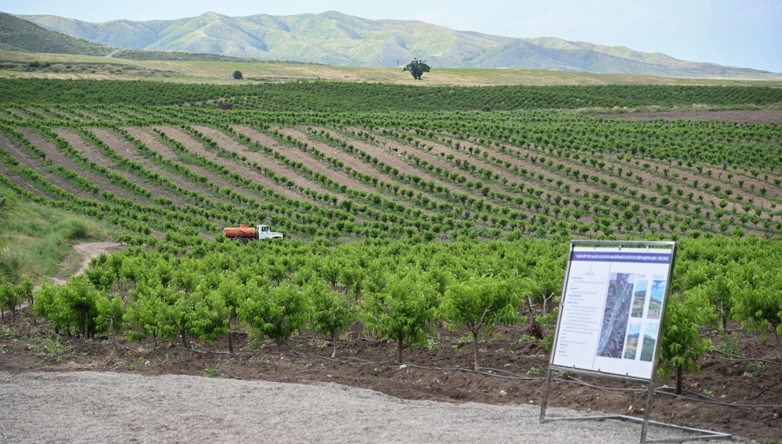 Participants of Coordination Headquarters meeting inspect intensive fruit orchards in Khojaly district (PHOTO)