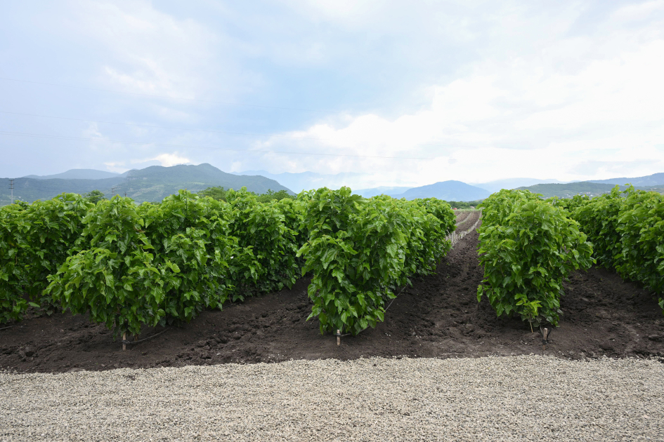 Infrastructure created for sericulture development inspected in Dashbulag village of Khojaly (PHOTO)