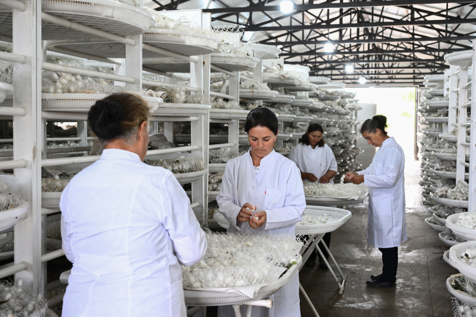 Infrastructure created for sericulture development inspected in Dashbulag village of Khojaly (PHOTO)