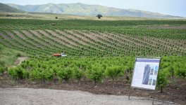 Participants of Coordination Headquarters meeting inspect intensive fruit orchards in Khojaly district (PHOTO)