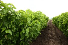 Infrastructure created for sericulture development inspected in Dashbulag village of Khojaly (PHOTO)