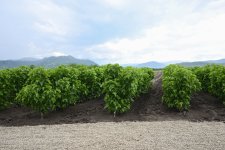 Infrastructure created for sericulture development inspected in Dashbulag village of Khojaly (PHOTO)