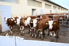 Participants of Coordination Headquarters meeting visit “Goch Et” Livestock Complex in Khojaly (PHOTO)