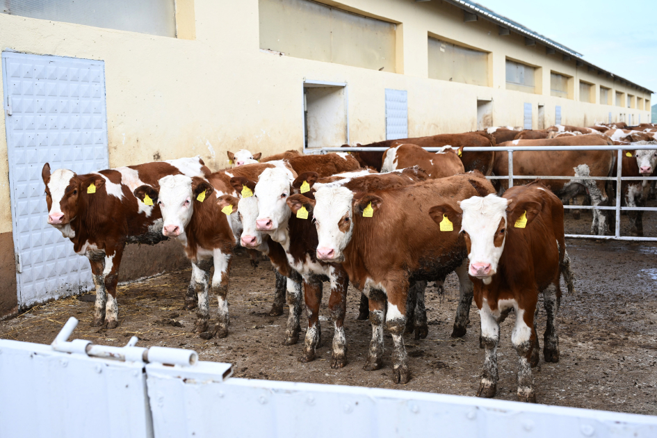 Participants of Coordination Headquarters meeting visit “Goch Et” Livestock Complex in Khojaly (PHOTO)