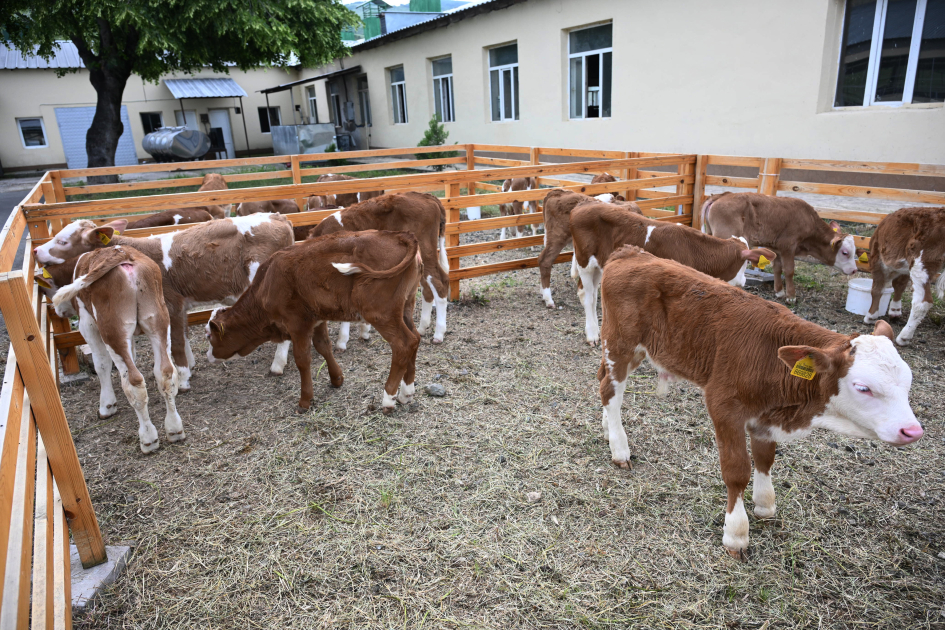 Participants of Coordination Headquarters meeting visit “Goch Et” Livestock Complex in Khojaly (PHOTO)