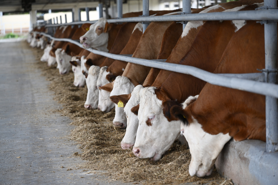 Participants of Coordination Headquarters meeting visit “Goch Et” Livestock Complex in Khojaly (PHOTO)