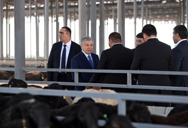 President Mirziyoyev calls for expansion of innovative livestock cluster model