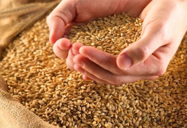 Azerbaijan approves law "On seed production"