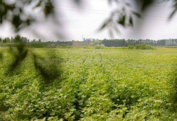 Uzbekistan showcases modern cotton farming technologies in Namangan Region