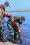 Cleanup campaign held in Dubendi residential area at Leyla Aliyeva’s initiative (PHOTO)