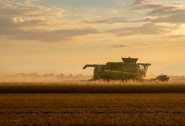 Turkmen Lebap farms exceed wheat harvest plan with up to 113% performance