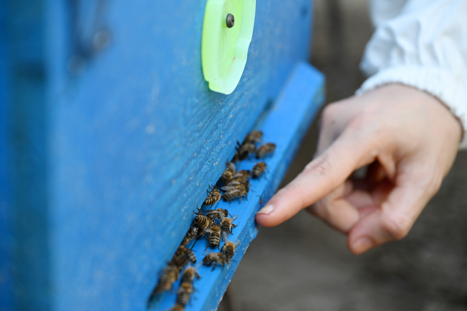 Leyla Aliyeva meets “Young Beekeeper” project participant in Yevlakh (PHOTO)