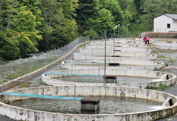 Tajikistan launches trout farm in Sughd region