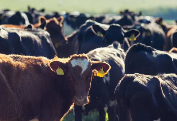 Kyrgyzstan launches 3% lending program for livestock breeding