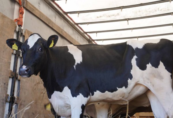 Kazakhstan receives new batch of high-yield cattle from Germany