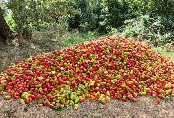 Kyrgyzstan’s Talas region begins bell pepper harvesting