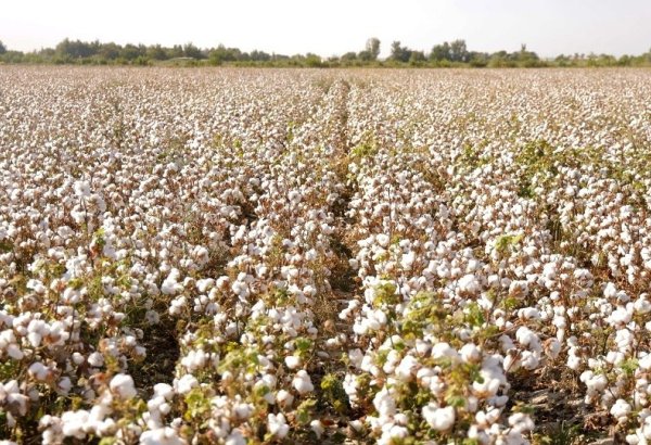 Uzbekistan targets record cotton yields with modern farming methods
