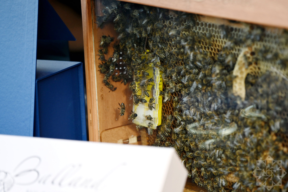 Another honey festival held in Azerbaijan's Kalbajar (PHOTO)