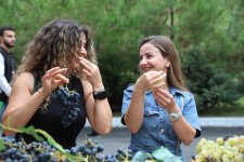Grape and Wine Festival underway in Shamakhi (PHOTO)