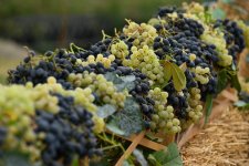 Opening ceremony of Grape and Wine Festival held in Shamakhi (PHOTO)