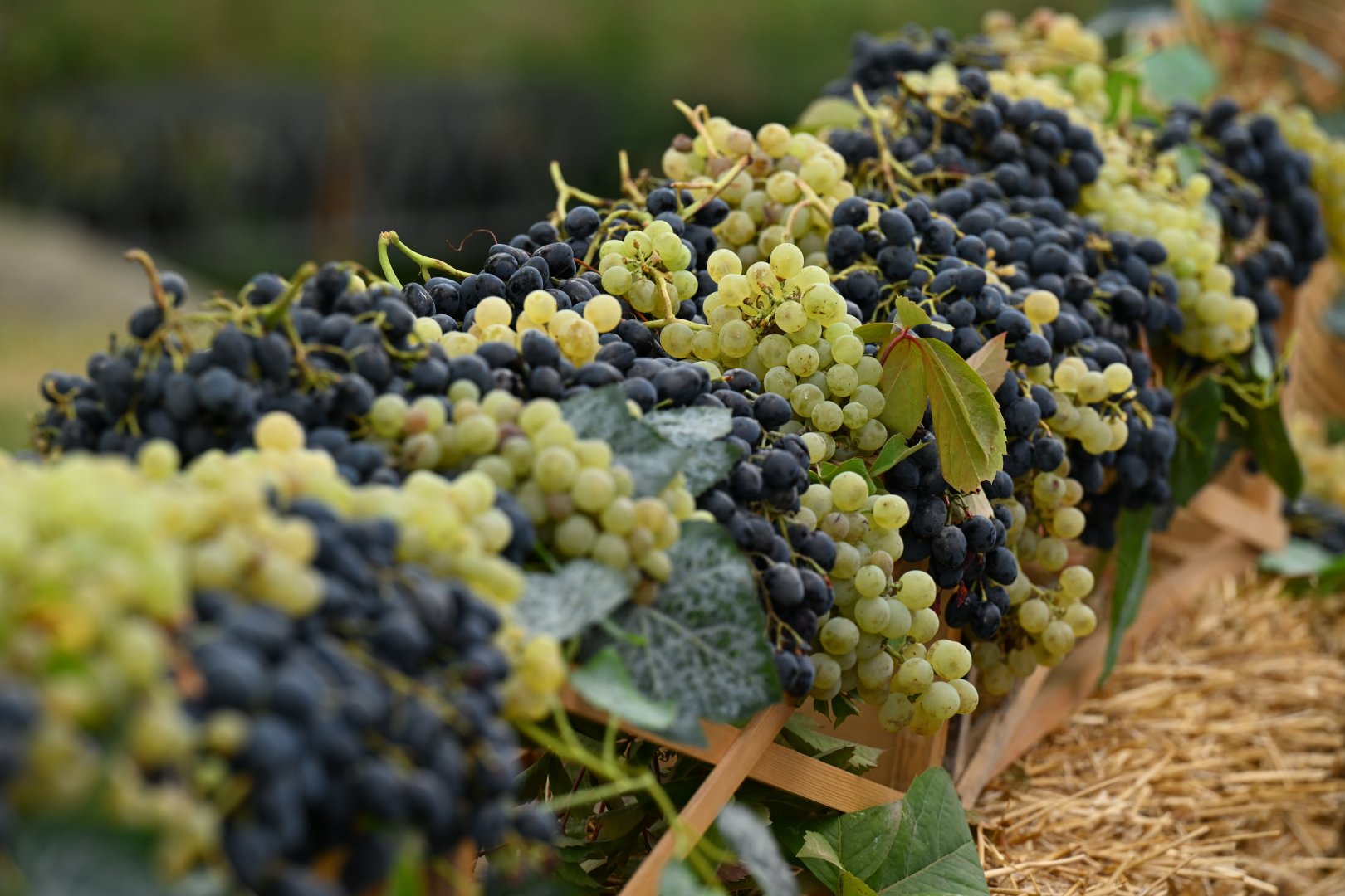 Opening ceremony of Grape and Wine Festival held in Shamakhi (PHOTO)