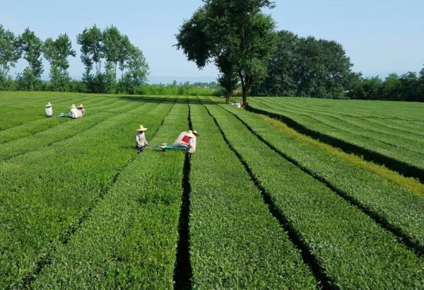 Iran pays 87% of tea leaf purchase costs as harvest continues