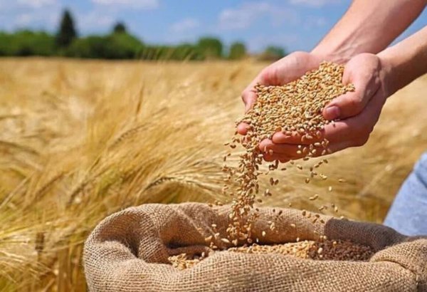 Iran's wheat purchases from farmers in East Azerbaijan Province post 15% growth