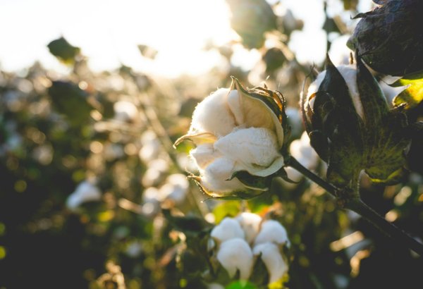 Turkmenistan set to launch 60,000-ton cottonseed processing plant