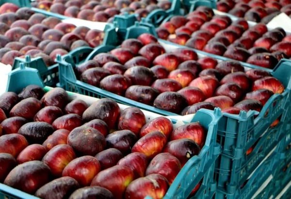 Iran sees sharp rise in agricultural and food product prices