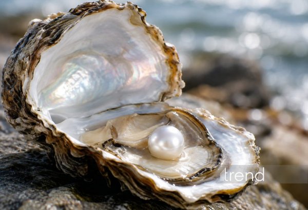 Azerbaijan adopts pearl standard to improve market transparency