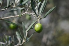 Olive Festival opens in Baku (PHOTO)