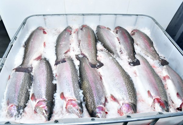 Tajikistan’s Bahor targets 1,000 tons in fish exports in 2027