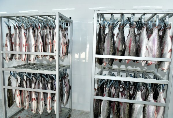 Tajikistan’s Bahor targets 4,000 tons of fish production by 2031
