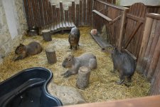 Leyla Aliyeva and Alena Aliyeva visit Capybara Azerbaijan farm in Shamakhi (PHOTO)