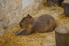 Leyla Aliyeva and Alena Aliyeva visit Capybara Azerbaijan farm in Shamakhi (PHOTO)