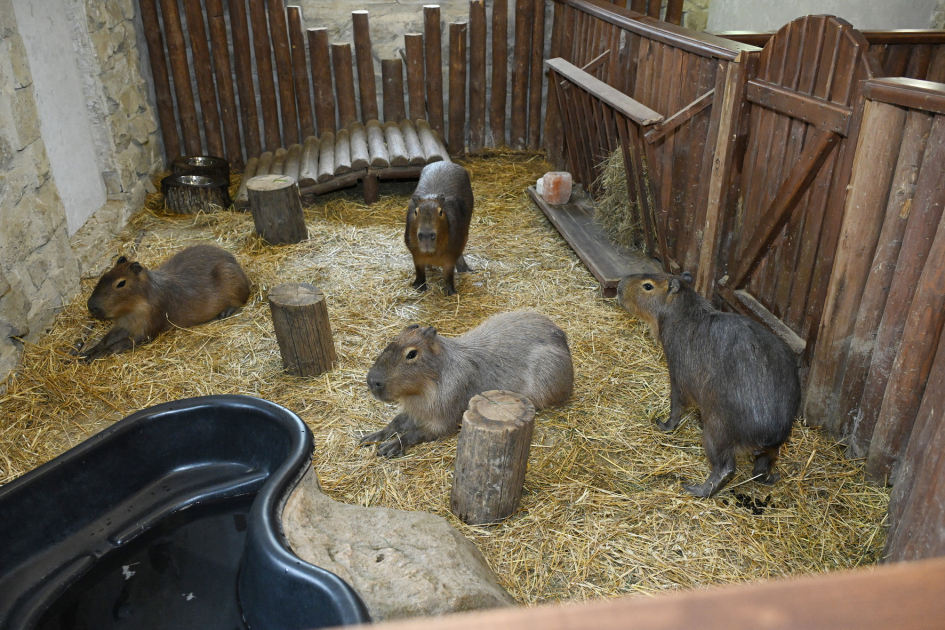 Leyla Aliyeva and Alena Aliyeva visit Capybara Azerbaijan farm in Shamakhi (PHOTO)