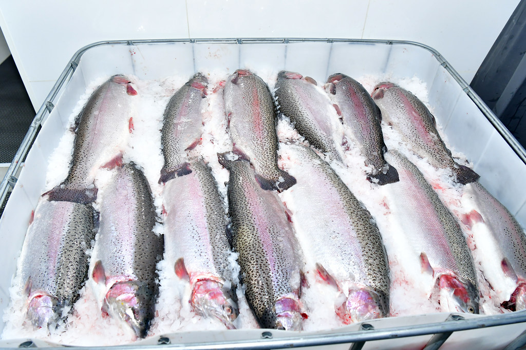 Tajikistan’s Bahor targets 1,000 tons in fish exports in 2027