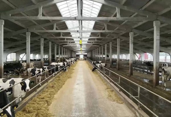 Uzbek company opens $40M livestock complex in Belarus